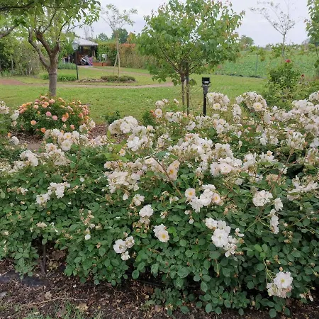 Casa Flosa & Breakfast 3* Медичина