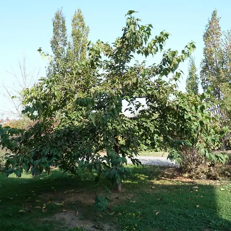 Casa Flosa & Breakfast