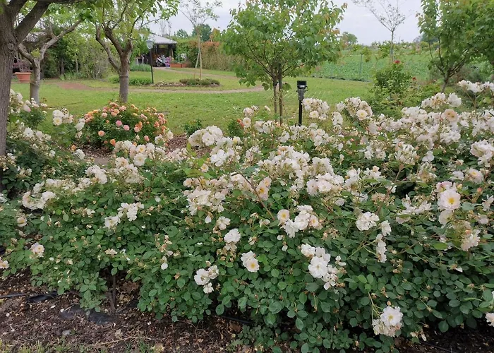 Casa Flosa & Breakfast 3* 梅迪奇纳